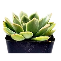 Amazon.com : Fat Plants San Diego Live Echeveria Hybrid